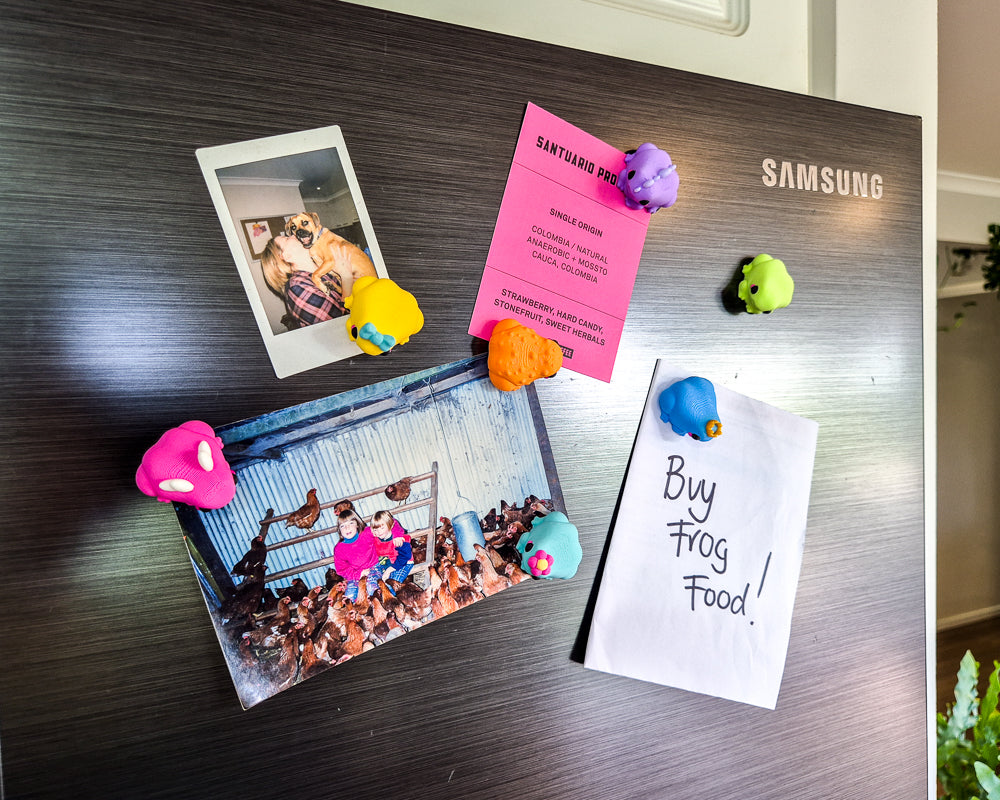 Frog Magnet Set
