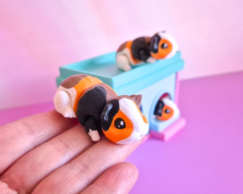 Guinea Pig [Calico]